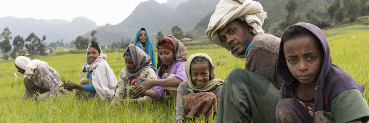 Mescha village, Ankober Woring Mesche Kebele, North Shewa,  Ethiopia, October 2013:  Mesfin Meconen, 29, who works in the SUNARMA tree nursery in this village, weeding his field of tef with his family. 


Photograph by Mike Goldwater